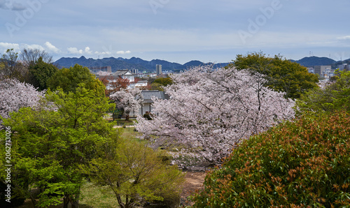 Photos Blooming cherry trees over Himeji landscape