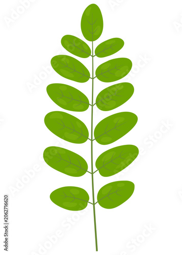 Картината върху платно Fresh green acacia leaf vector illustration, hand-painted pinnate branch isolate