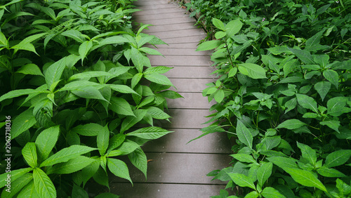 wooden footbridge in marshland with green leaves of  Impatiens textorii (touch me not)