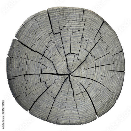 Gray wood stump cross section with multiple cracks PNG transparent background