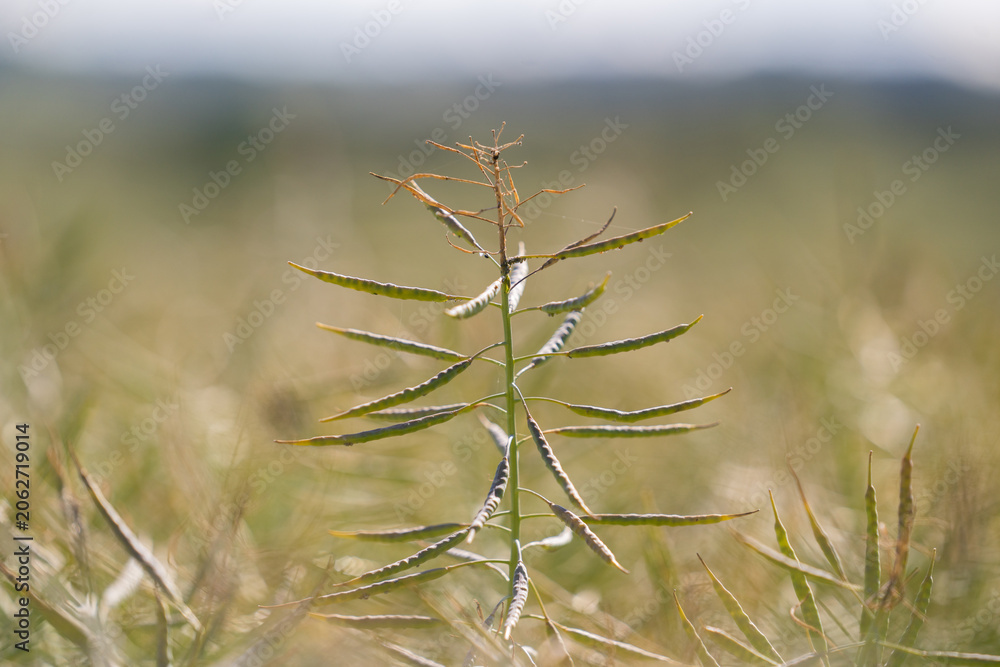 Obraz premium Closeup of a Rapeseed Plant and Pods Maturing in an Agricultural Field