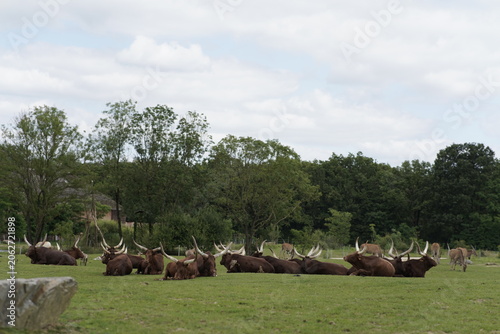 Photography Wild Animals on African Savanna During Safari Tour