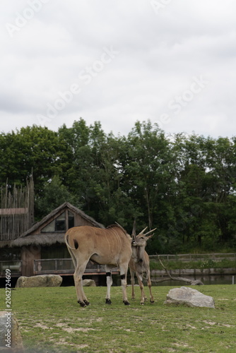 Canvas Print Wild Animals on African Savanna During Safari Tour