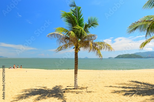 A striking serene view of a palm tree with vibrant green leaves against a clear blue sky, capturing the essence of tropical beauty on a hot sunny day. 