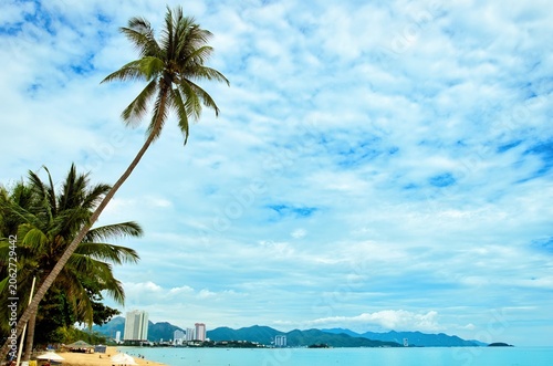 A striking serene view of a palm tree with vibrant green leaves against a clear blue sky, capturing the essence of tropical beauty on a hot sunny day. 
