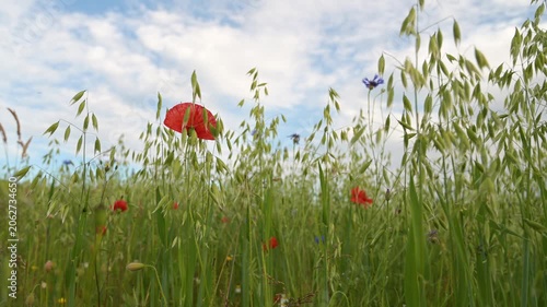 Common oat and poppy flowers, Avena sativa growing on agriculture field, cultivated grain, panicles bear spikelets, harvest in summer, farmland on countryside, food industry