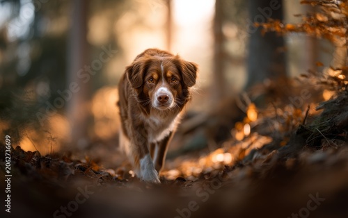 Artisan Dog on a Forest Trail During Truffle Hunting Season with Beautiful Autumn Colors