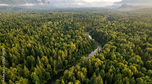 Aerial view of a winding river flowing through a lush green pine forest. Wilderness landscape with mountains in the background. Nature conservation, travel destination and ecology concept.