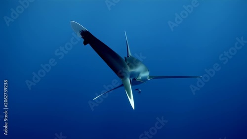 Graceful shark swimming underwater