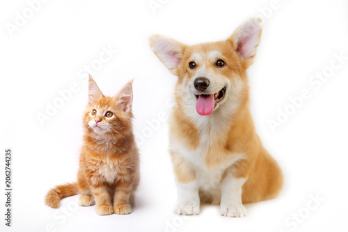 Cute  Welsh corgi puppy and a red kitten sit together on a white background. isolated on a white background