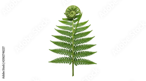 A single green fern leaf with a curled-up top against a white background