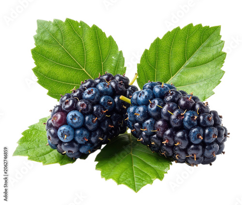 Ripe Mulberry Berries with Green Leaves Isolated