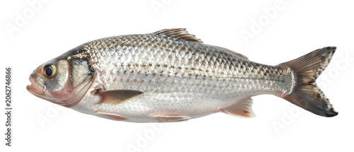 Silver Fish Isolated Transparent Background