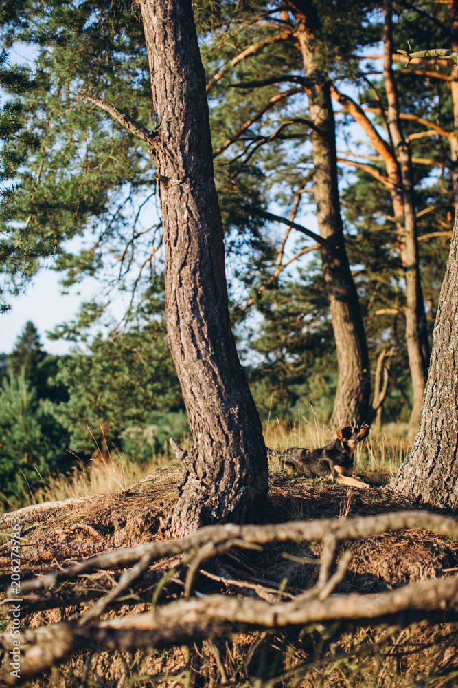 Fototapeta premium Dog resting among pine trees in forest