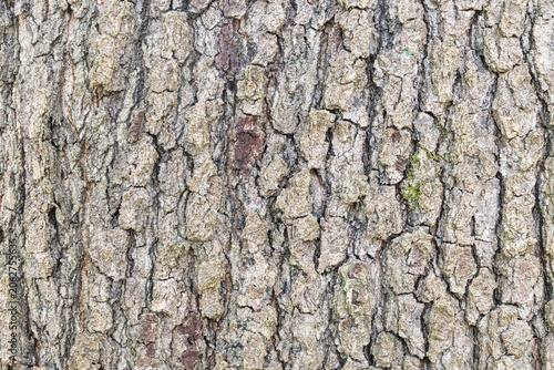 Photos Detailed Cherrybark Oak Bark Texture (Quercus pagoda)