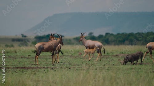 Herd of topi antelopes with a calf and a warthog grazing together on a green african savanna