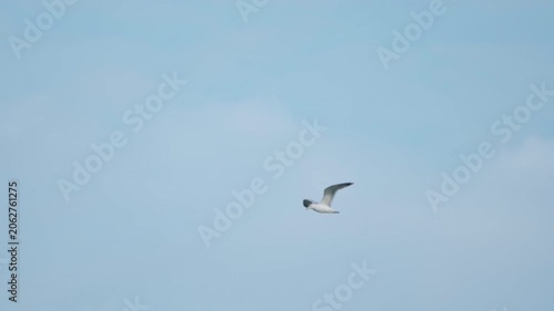 A seagull (Laridae) in flight against a blue sky. Slow motion