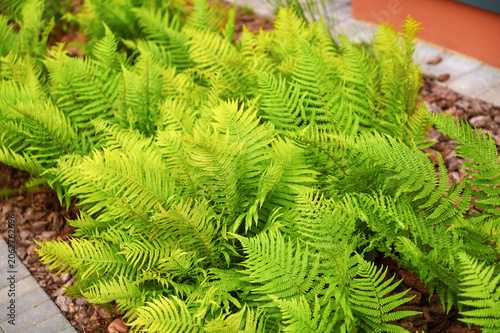 Photography Lush green ferns growing in a garden bed