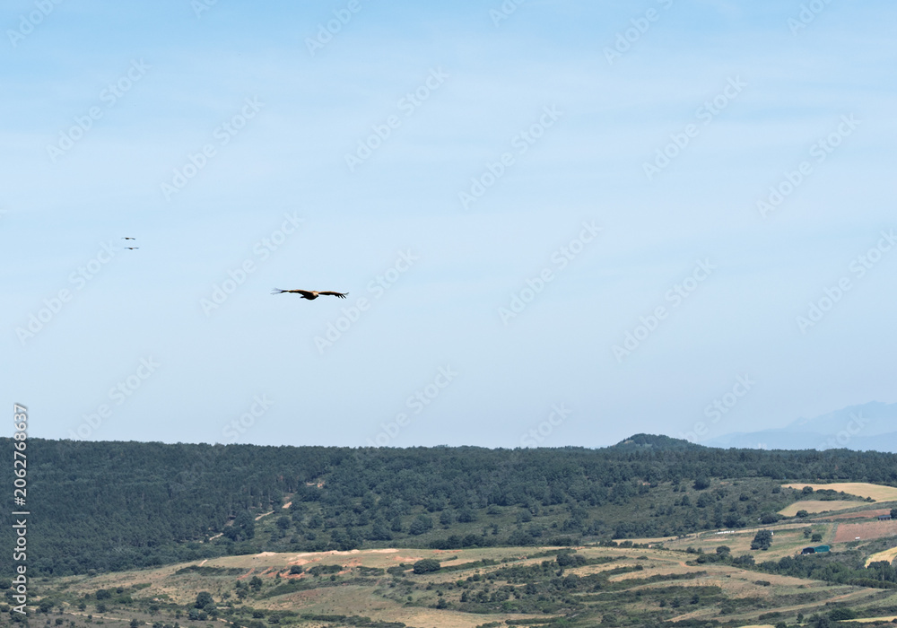 Obraz premium Griffon Vulture Soaring Over Rural Hills