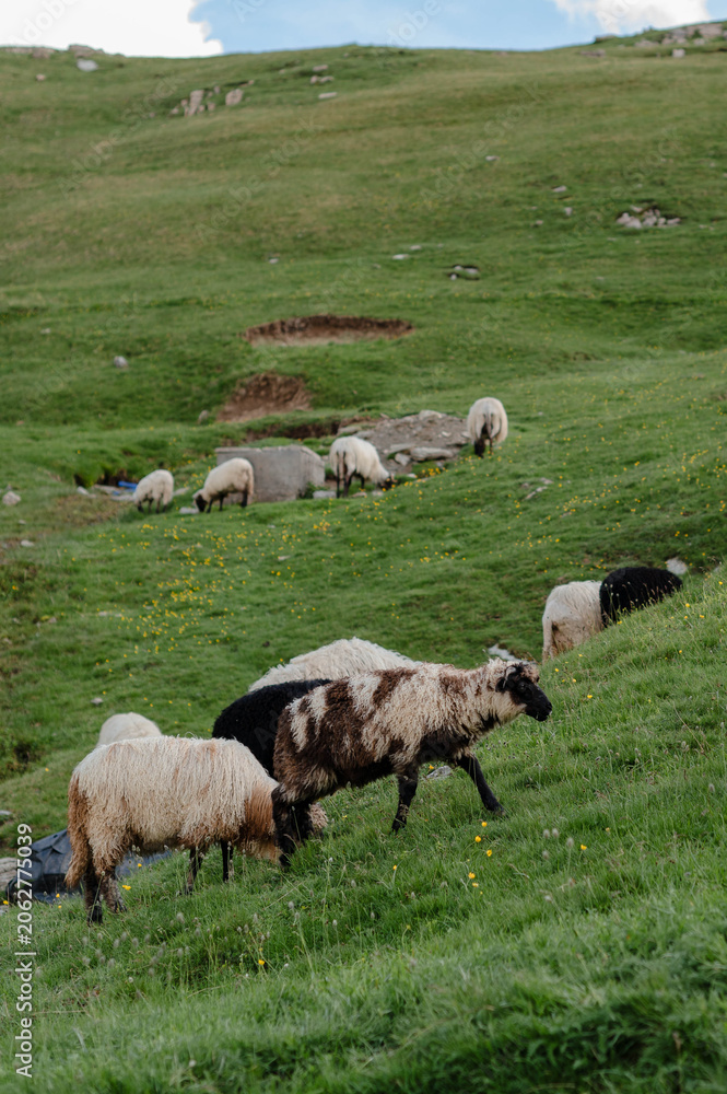 Fototapeta premium Sheep Grazing on Alpine Pasture in Summer Mountains