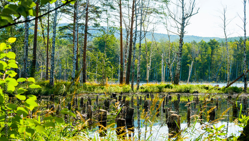 Cuadro en lienzo Summer forest landscape, birch trees at the St Faith Island, summer time nature
