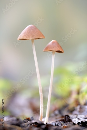 Bonnets (Mycena), North Rhine-Westphalia, Germany