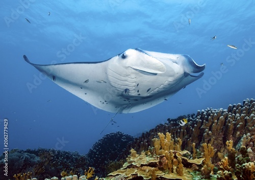 Underwater photo of giant ray manta (Manta alfredi) Reef manta plankton eater swimming over edge of coral reef, Pacific Ocean