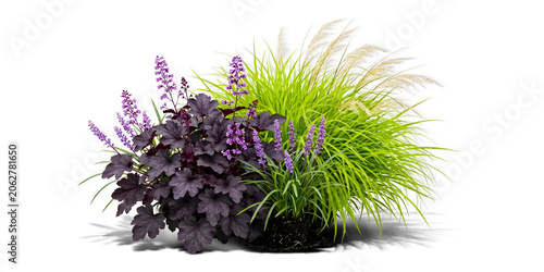 Vibrant Garden Arrangement with Purple Heuchera Coral Bells, Lavender Flowers, and Ornamental Green Grass Isolated on a Transparent Grid Background