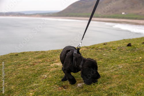 Foto Puppy Black Cocker Spaniel