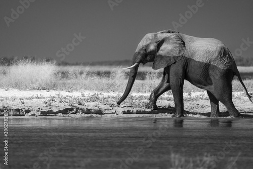 African Elephant bull, Loxodonta africana, black and white image. Wild animal comes out of the Chobe River, half body is wet. Side view of the male elephant. Chobe National Park, Botswana