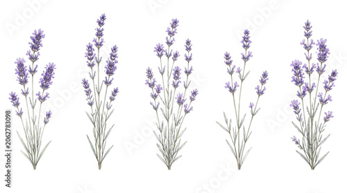 Five lavender plant arrangements against Transparent Background