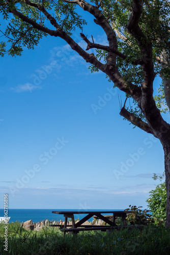Tree over picnic table overlooking sea and clear sky