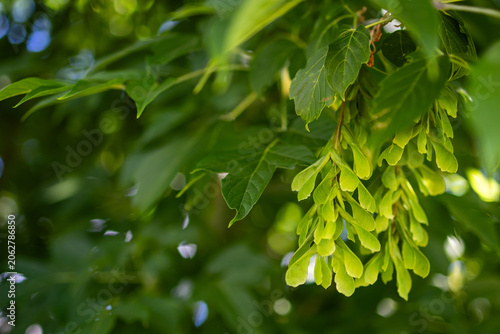 Clusters of green maple samaras hang beneath deep shade and catch flecks of light. Their delicate forms signal summer abundance and the quiet mechanics of tree life seed travel and renewal.