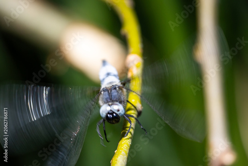 Tablou pe pânză A hovering pause becomes motion as the dragonfly stirs its wings into a blur