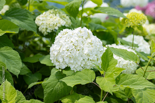 Fotografie White Hydrangea arborescens ‘Annabelle’ bloom with countless delicate florets in sharp focus and blurred hydrangea flowers in the background