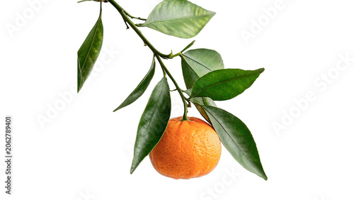 Foto Single fresh orange mandarin citrus fruit hanging on a leafy branch isolated on