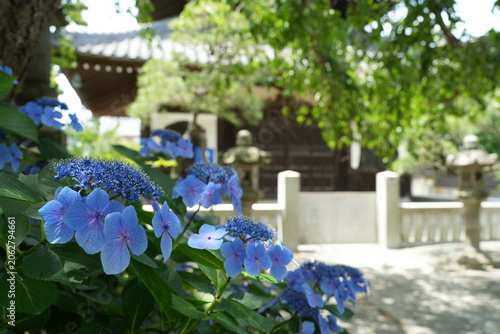寺院に咲く青い紫陽花  鎌倉  