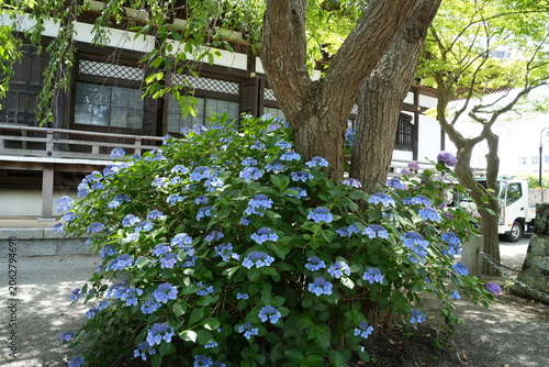 寺に咲く紫陽花　鎌倉