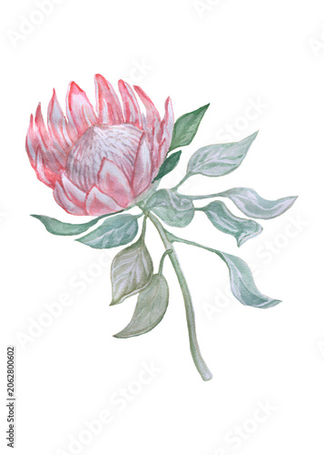 Watercolor protea flower illustration. Isolated hand drawn exotic tropical botanical element for wedding invitation, greeting card, wall art, pattern design. Elegant blooming pink king protea flora
