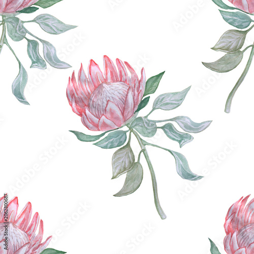 Watercolor protea flower illustration. Isolated hand drawn exotic tropical botanical element for wedding invitation, greeting card, wall art, pattern design. Elegant blooming pink king protea flora
