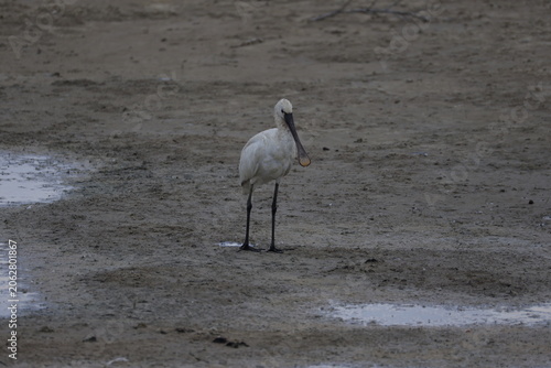 White Spoonbill Bird in Natural Habitat