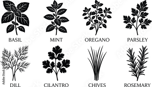 Tableau sur toile Fresh culinary herbs black silhouette icon set including basil mint oregano pars