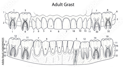 Adult human teeth diagram with numbered permanent dentition