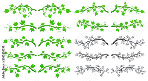 Symmetrical foliage borders and leafy vine elements for design