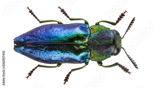 Fotografie Iridescent metallic jewel beetle with blue and green carapace, isolated on trans
