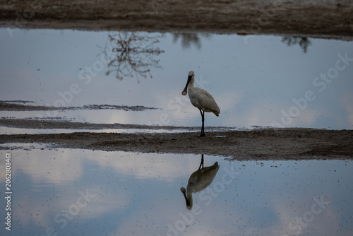 White Spoonbill Bird in Natural Habitat