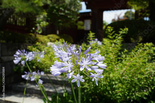 大巧寺のアガパンサス
