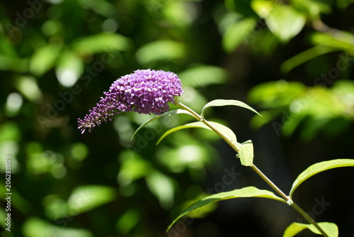 フサフジウツギの花