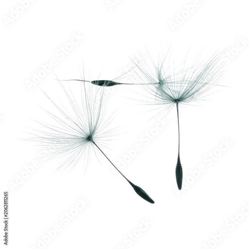 Two delicate dandelion seeds with fluffy parachutes isolated on transparent background