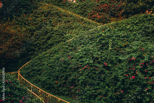 deep green nature background. vineyards in summer. The staircase is surrounded by foliage